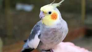 Jak určit podlahu papouška corella